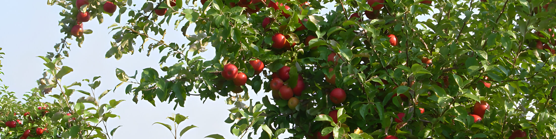 Apple trees in the orchard, heavy with ripe red apples